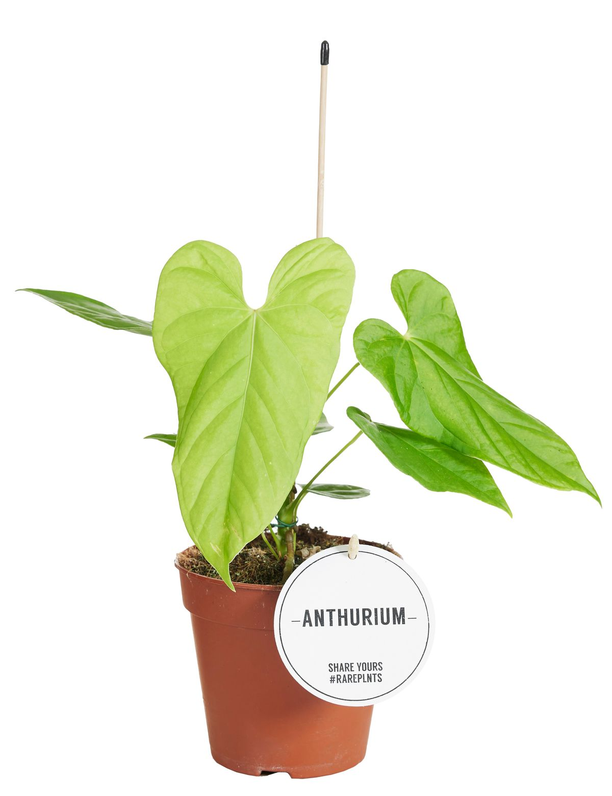 Anthurium Balaloanum M