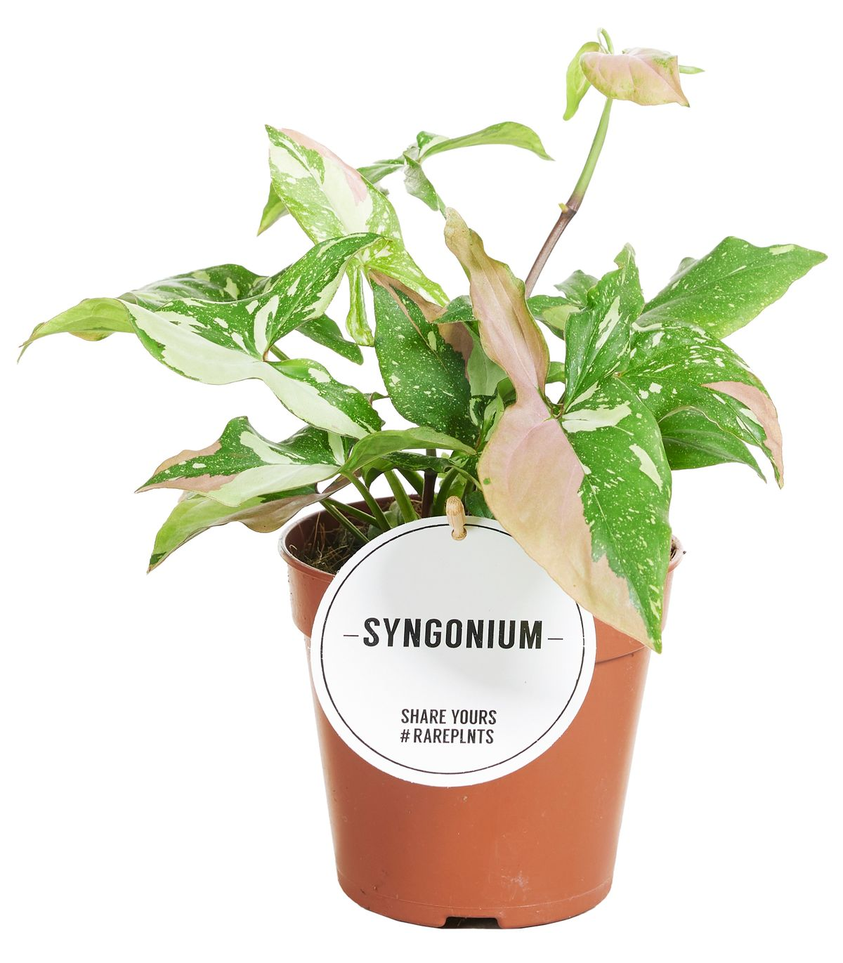 Syngonium Red Spot Tricolor