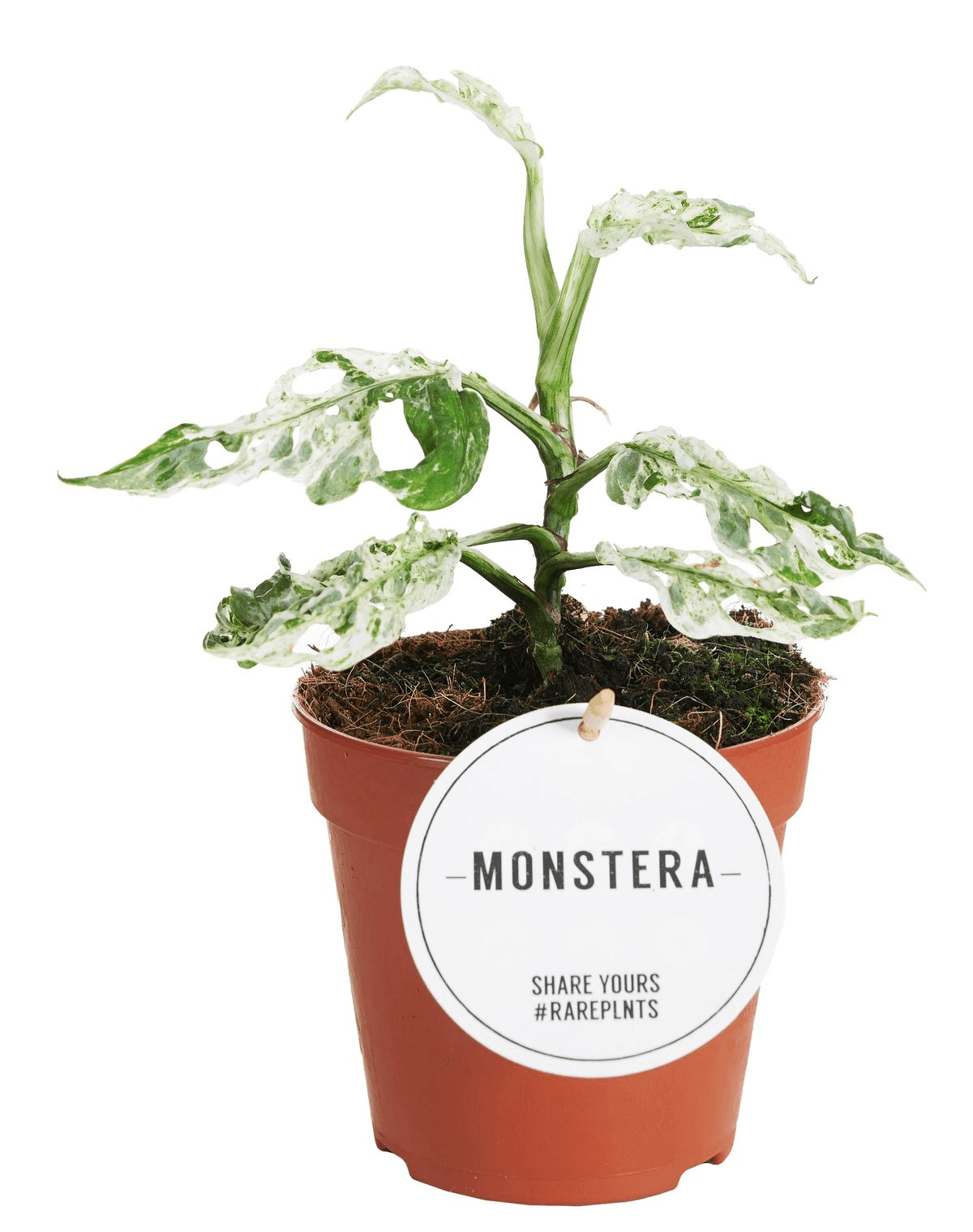 Monstera Adansonii 'Frozen Freckles'