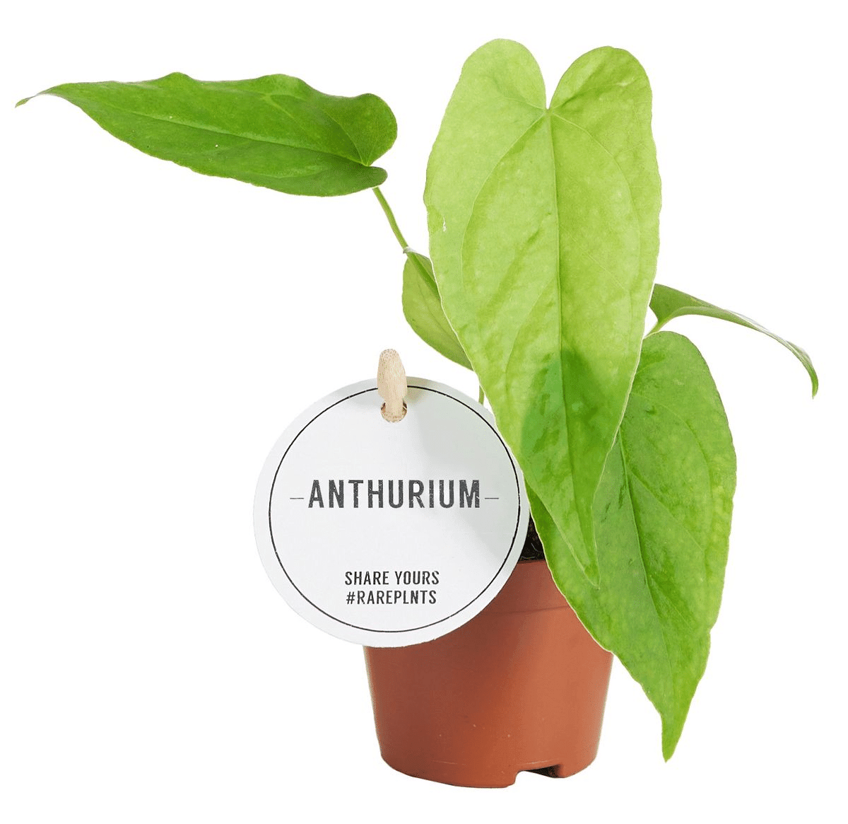Anthurium Balaloanum Baby – Baby, Approx. 15.0cm height – 6.0cm Pot 2