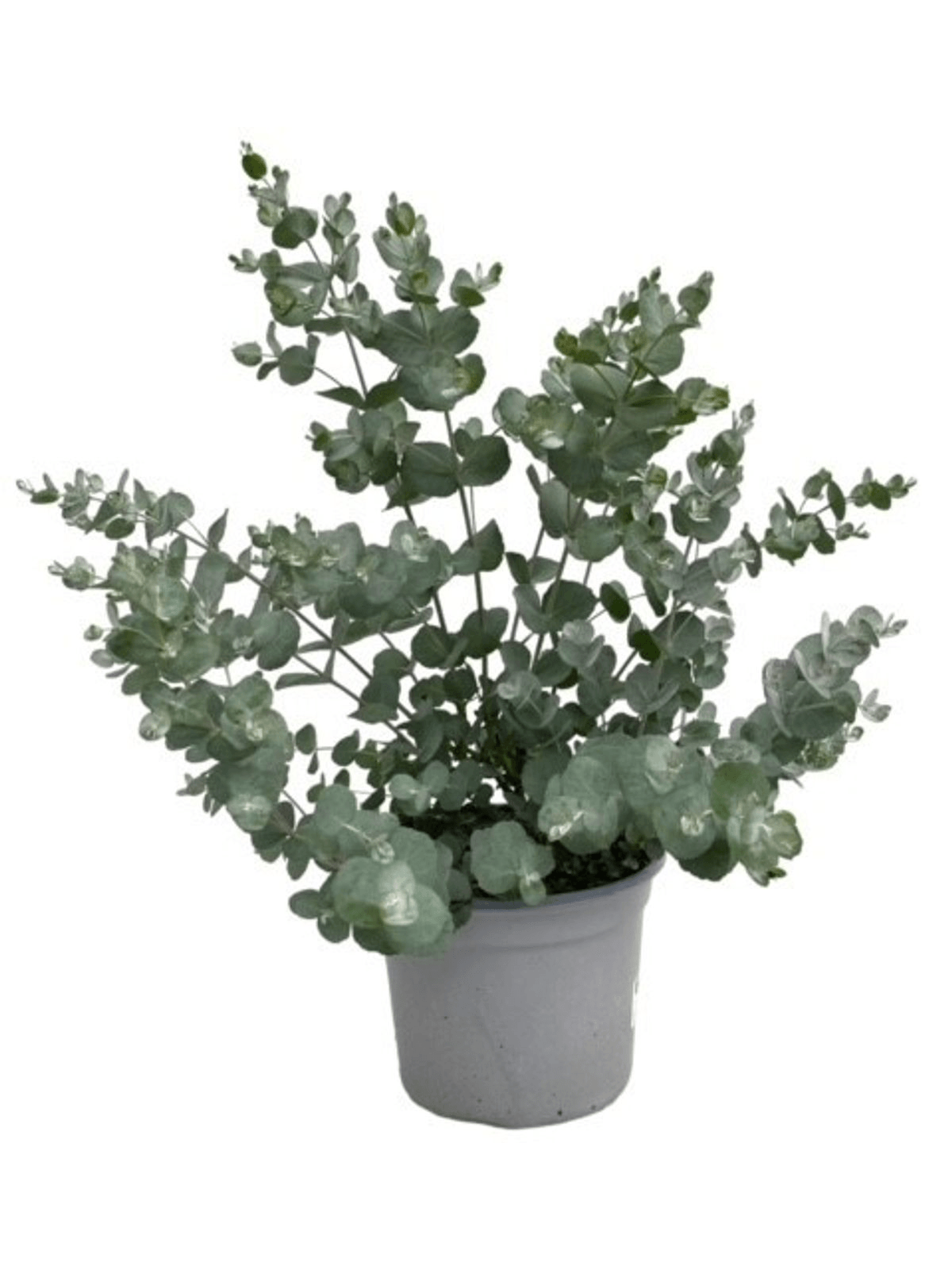 Eucalyptus Gunnii L – Large, Approx. 50.0cm height – 19.0cm Pot 2