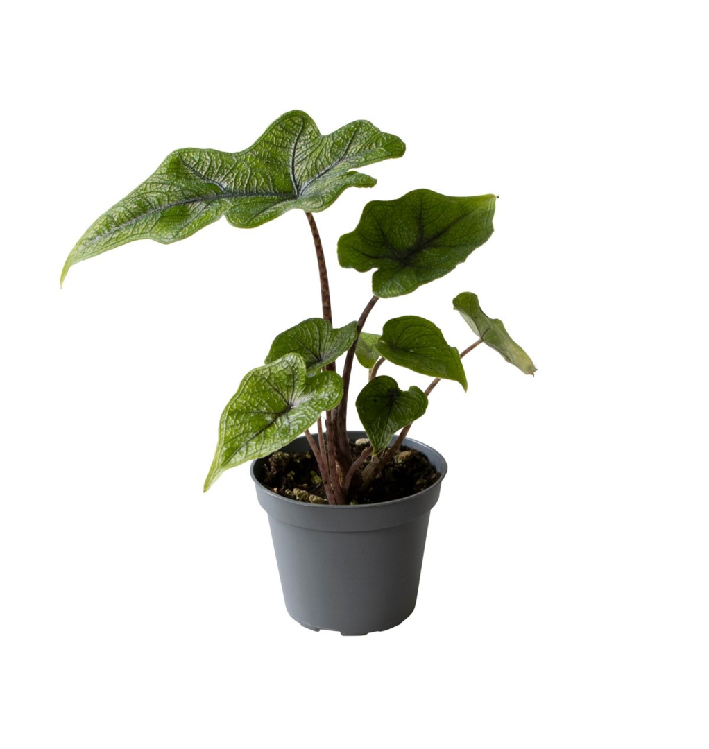Alocasia Jacklyn Baby