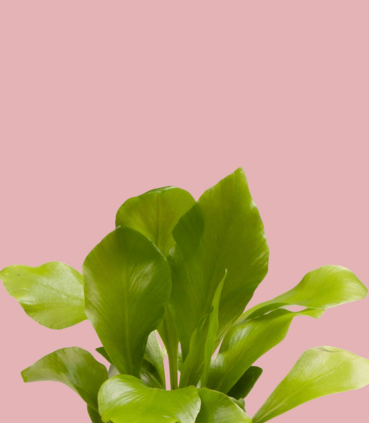 asplenium nidus