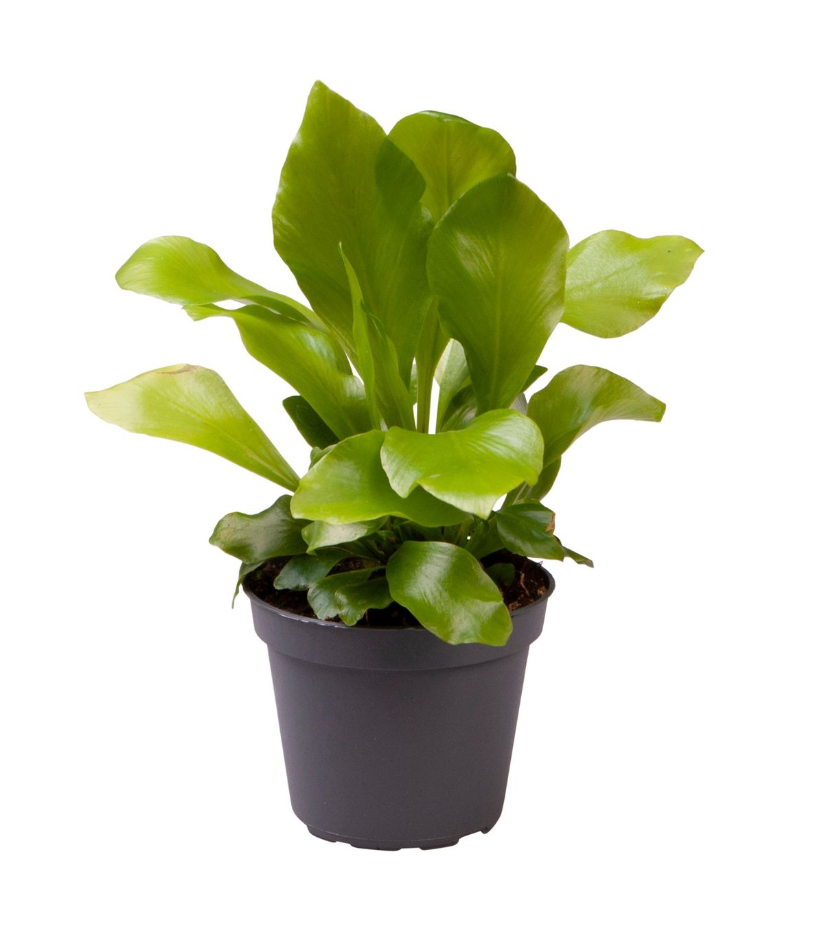 bird's nest fern nidus Add a tropical touch to your space with our Asplenium Nidus (Bird's Nest Fern) Baby. Easy care, stunning shape, and rich green hues make it a must-have for any plant lover. -