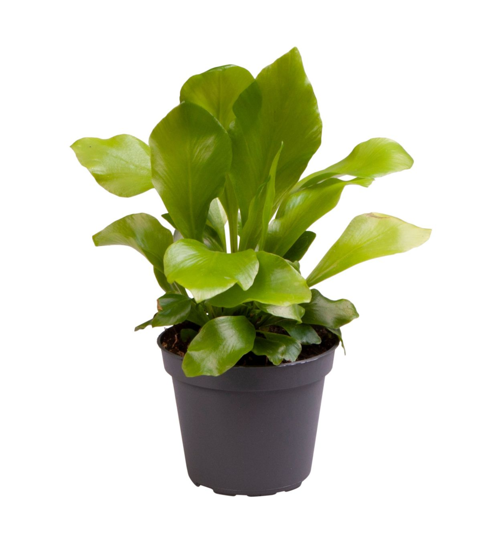 Asplenium Nidus (Bird's Nest Fern )