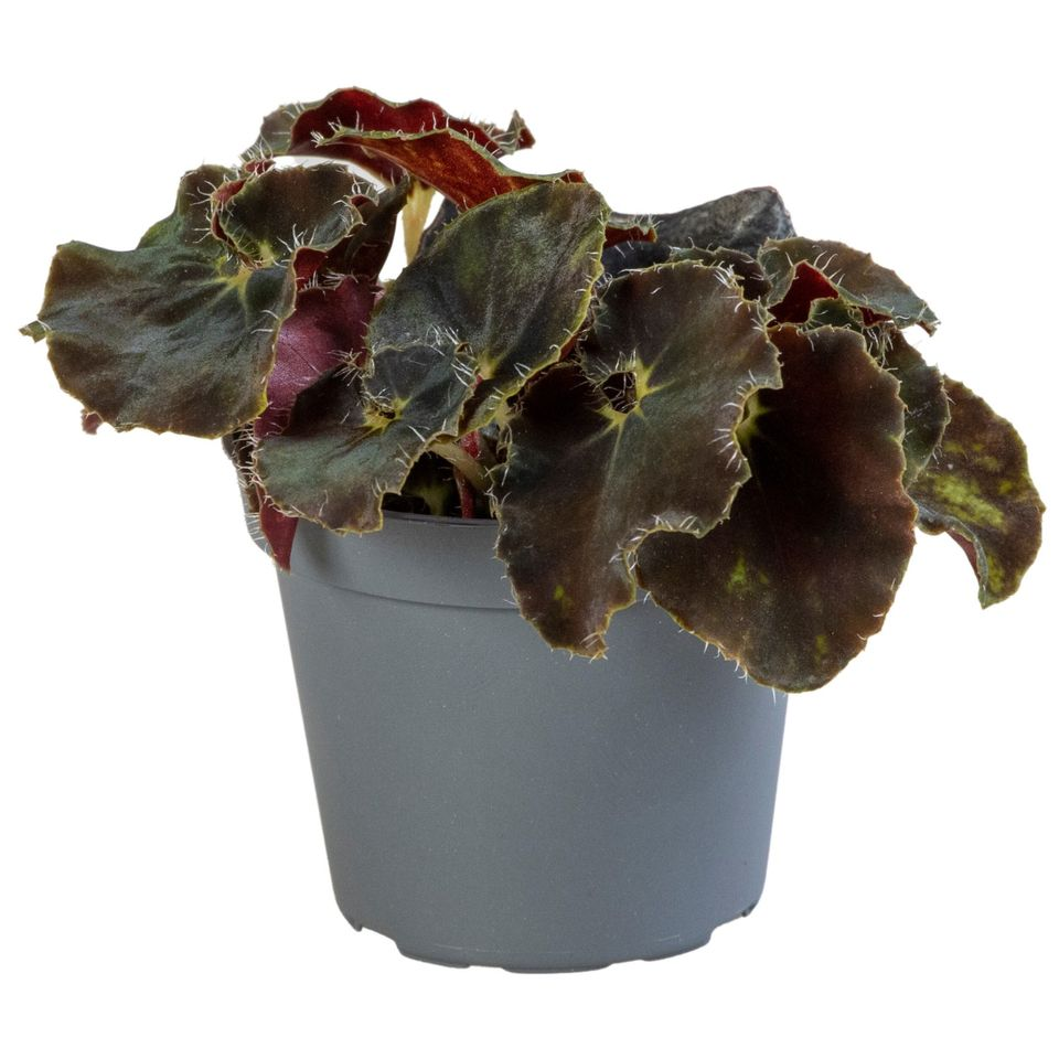 Begonia Rex ‘Dark Mambo’ -  Plant Circle.