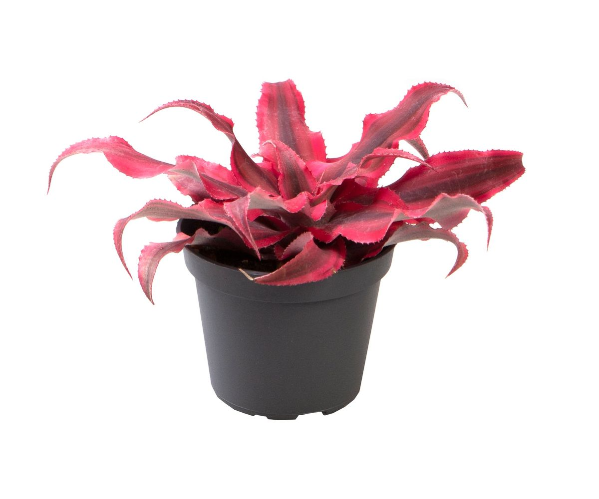 Cryptanthus ‘Super Pink’ Baby -  Plant Circle.