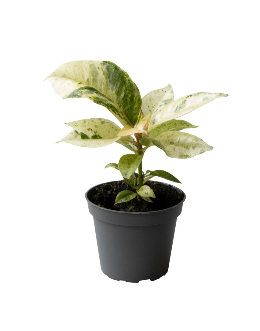 Ficus Moonshine Shivereana Baby