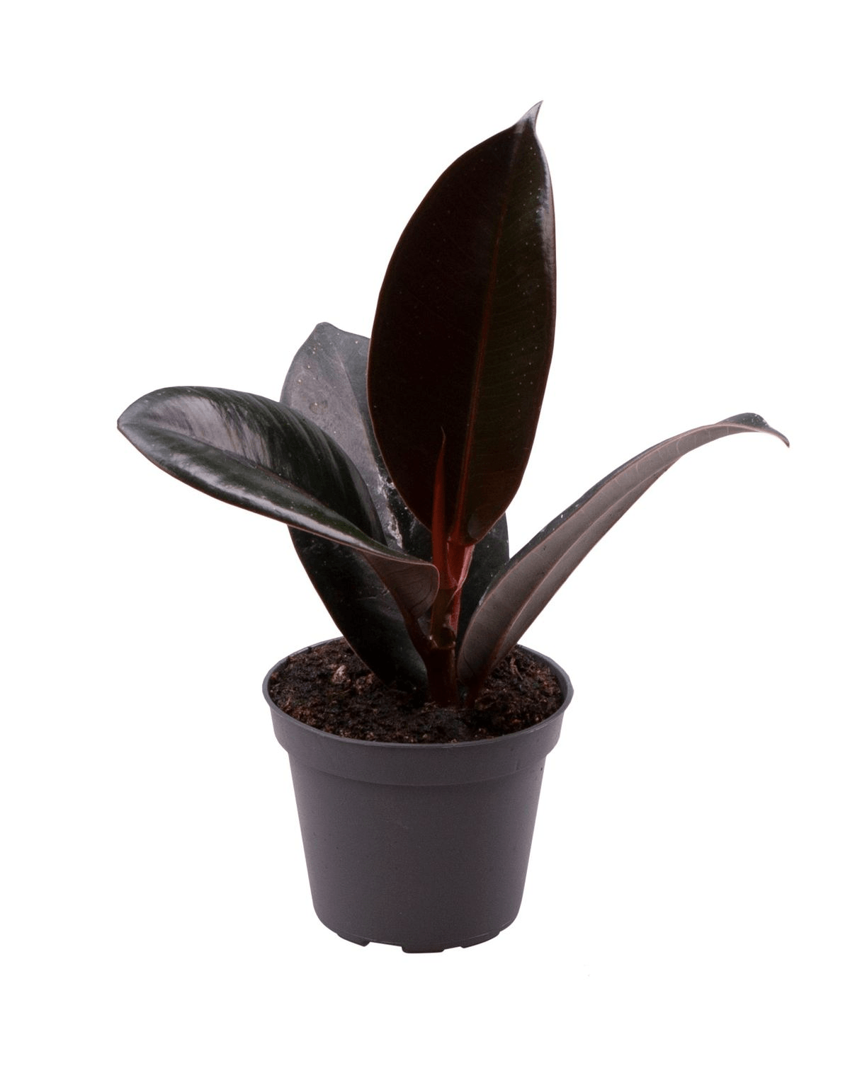 Ficus elastica 'Abidjan' Baby – Baby, Approx. 15.0cm height – 6.0cm Pot 2