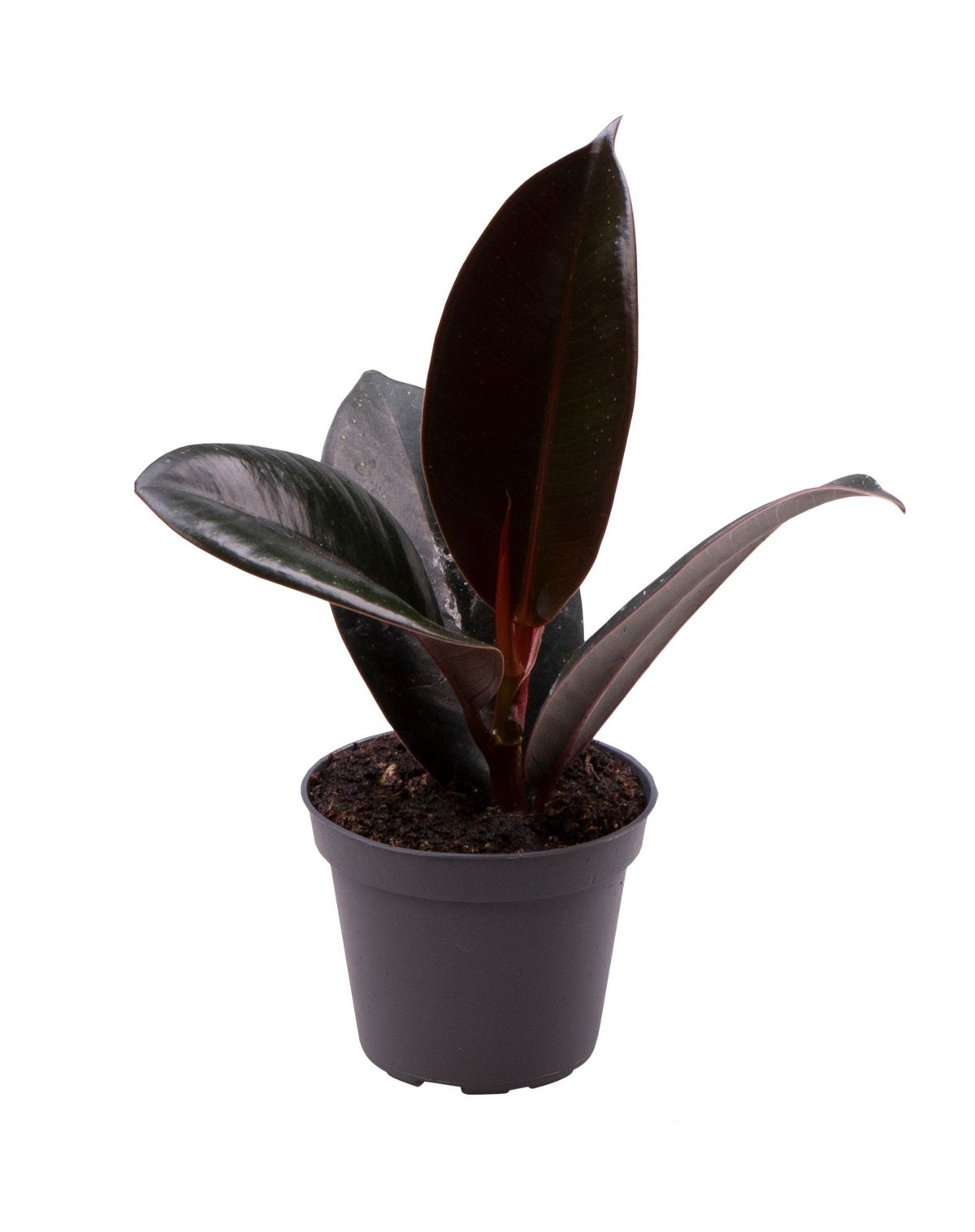 Ficus elastica 'Abidjan' Baby