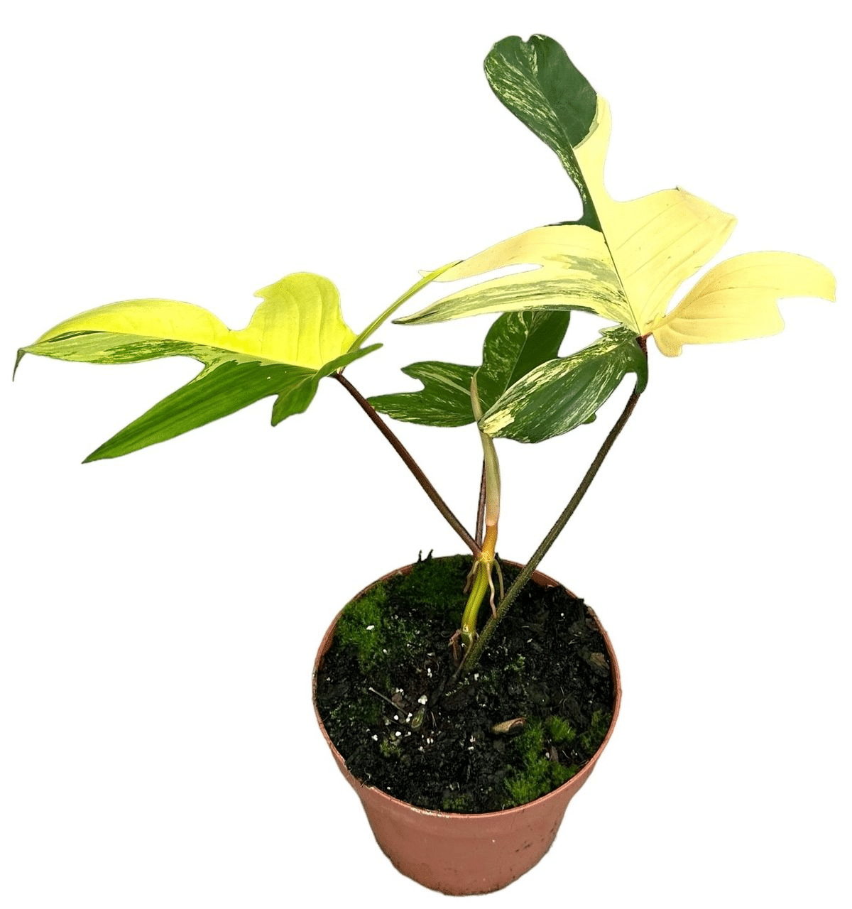 Philodendron Florida Beauty M