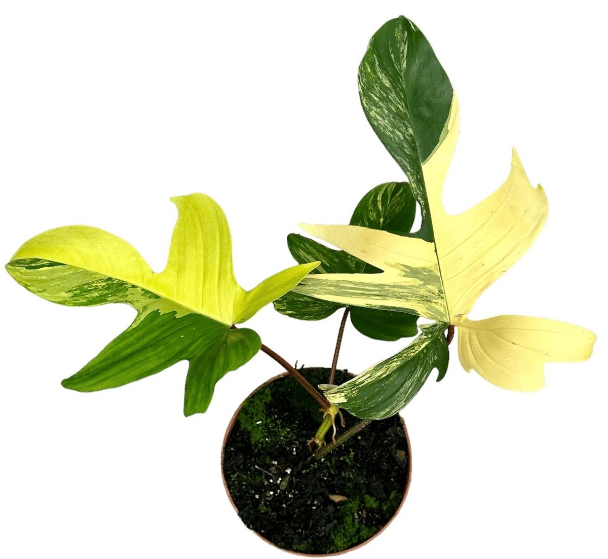 Philodendron Florida Beauty M 3