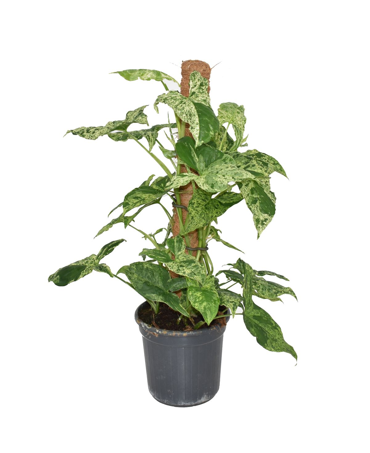 Syngonium Mottled (incl mosstok) - P16 H75 -  Van der Arend.