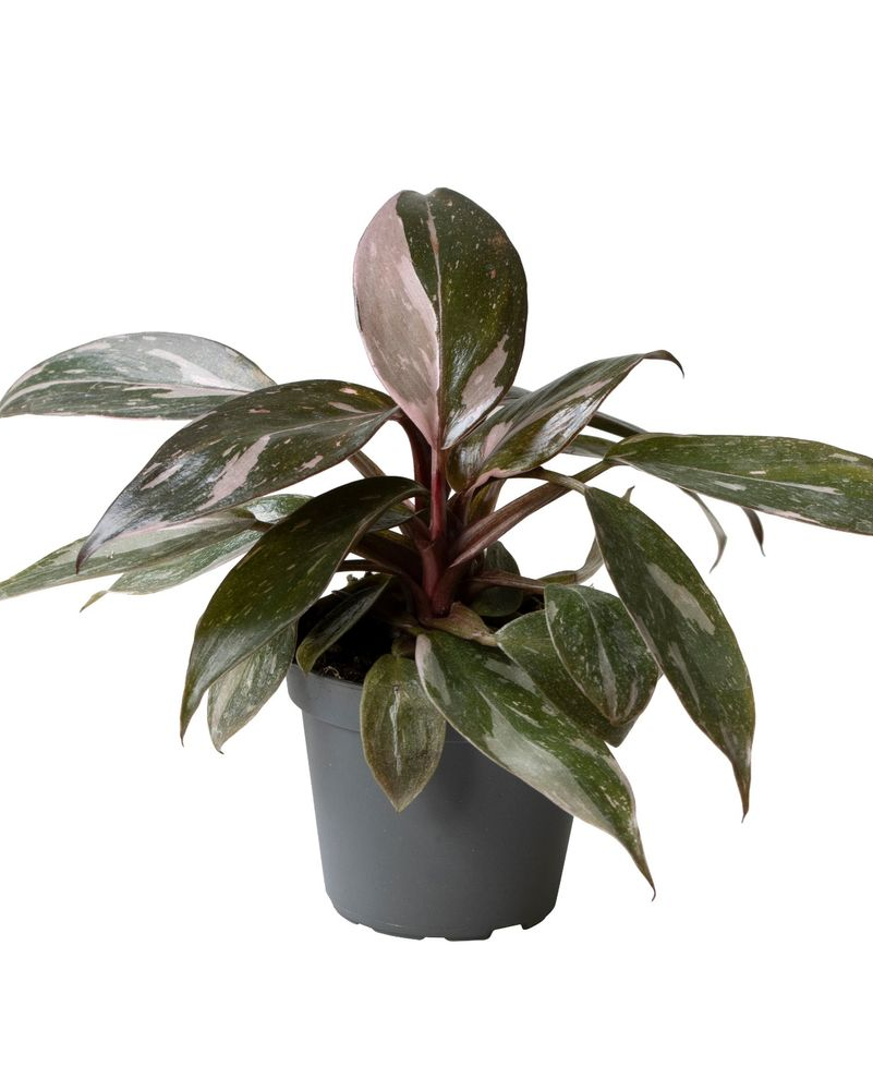 Baby Philodendron ‘Pink Princess Marble’ in a small pot, displaying its compact growth and striking pink variegation.