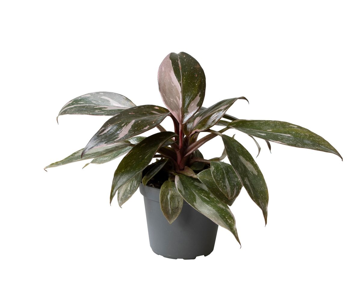 Philodendron Pink Princess Marble Baby by Plant Circle – Baby, Approx. 12.0cm height by Plant Circle – 6.0cm Pot