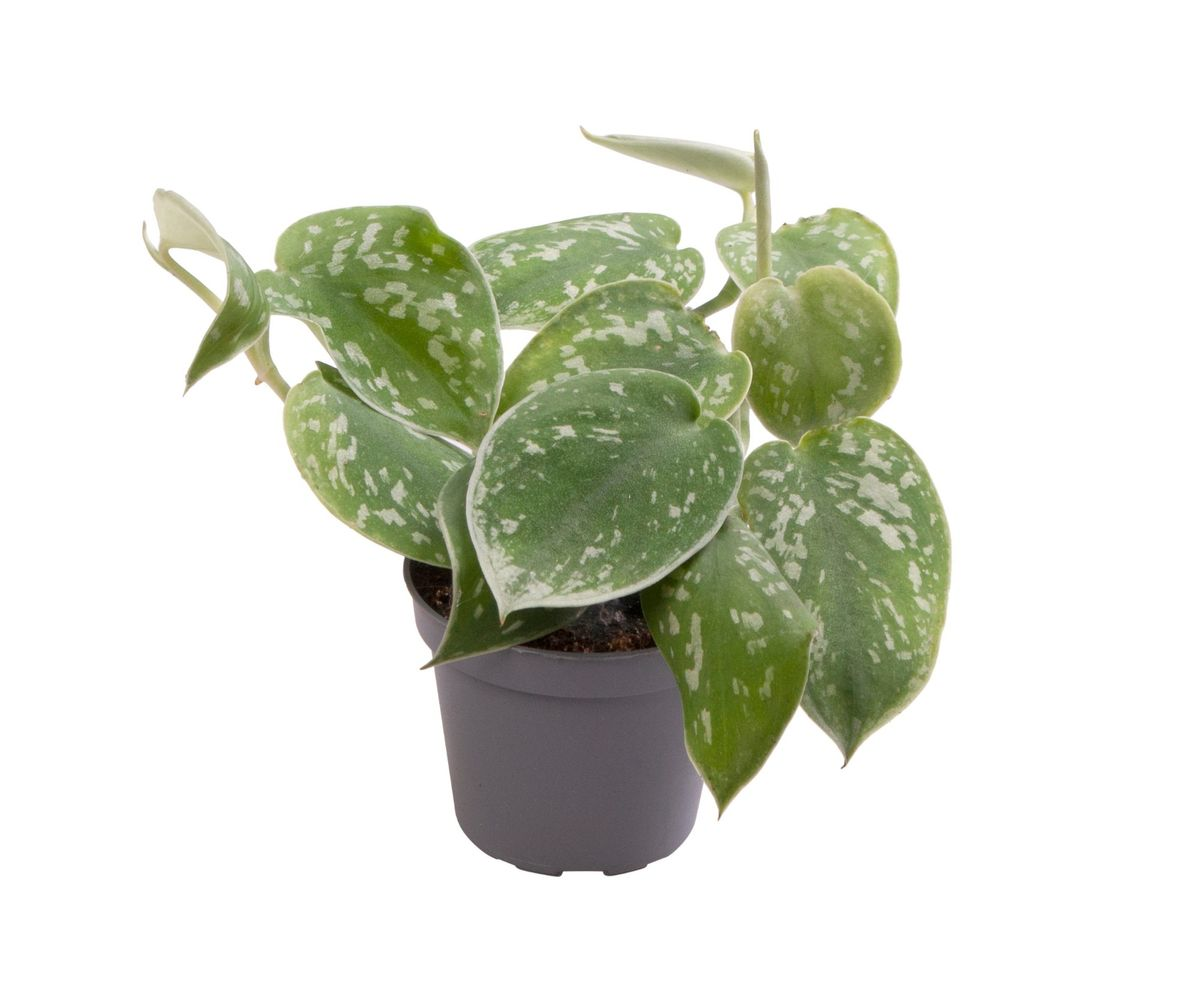 Scindapsus Pictus ‘Argyraeus’ 
