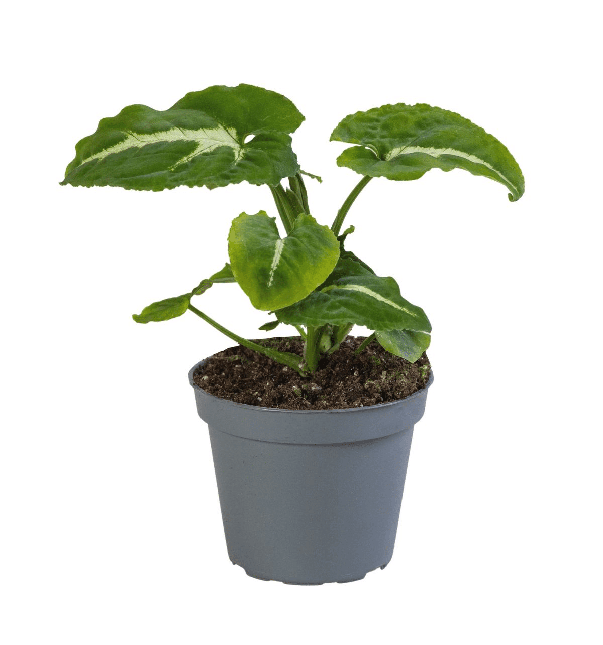 anthurium wendlandii Syngonium Wendlandii Baby by Plant Circle – Baby, Approx. 10.0cm heigh