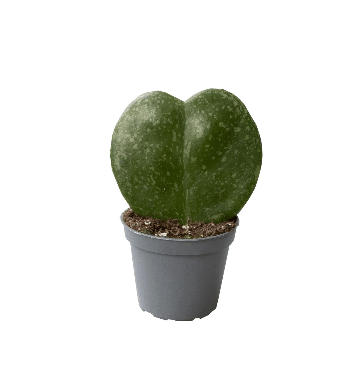 Healthy Hoya Kerrii Splash Baby by Plant Circle. A perfect hoya kerrii splash baby by plant circle for your indoor houseplant collection.