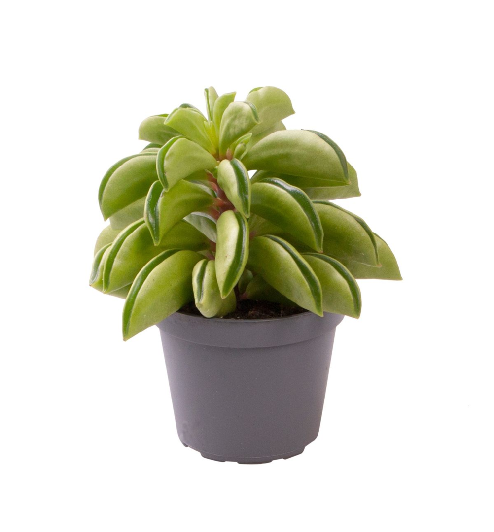 Peperomia dolabriformis 'Fire Sparks' Baby -  Plant Circle.