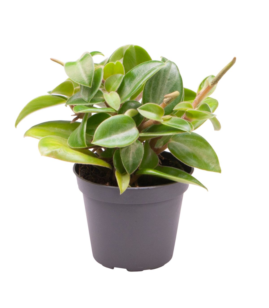 peperomia pixie