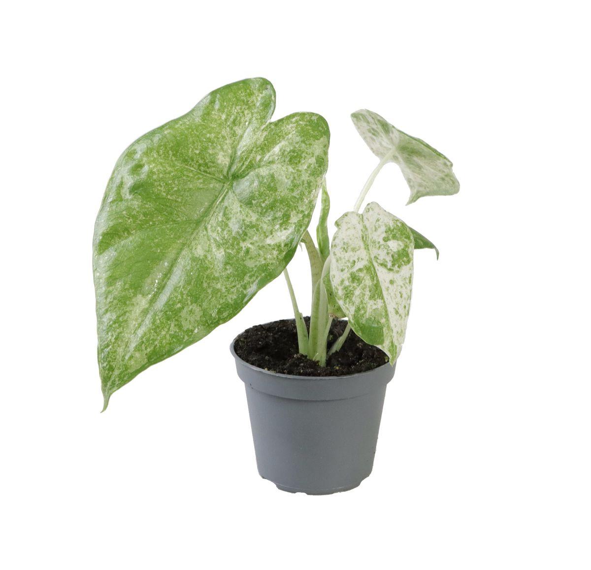 Alocasia Macrorrhizos Splash aka Camouflage