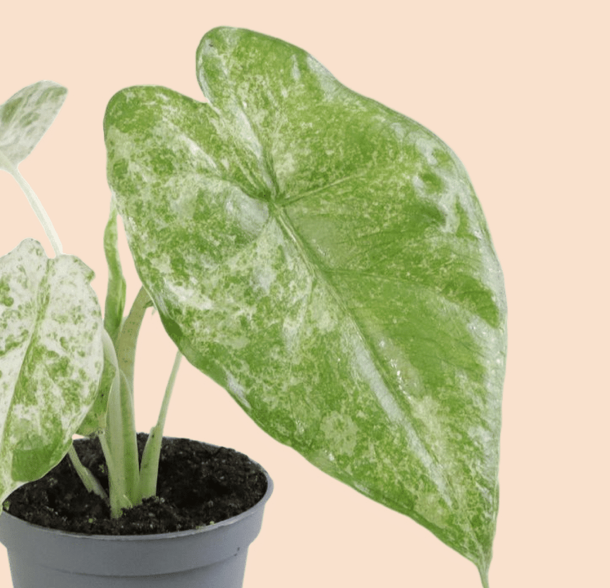 Alocasia Macrorrhizos Splash aka Camouflage Baby