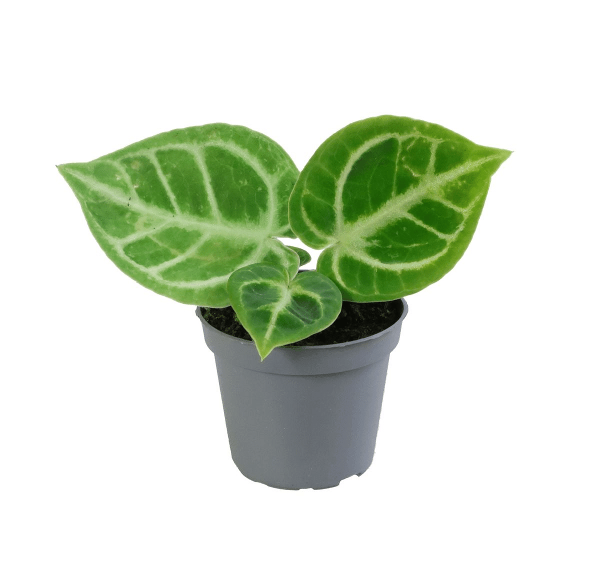 Anthurium Dorayaki Baby – Baby, Approx. 12.0cm height – 6.0cm Pot 2