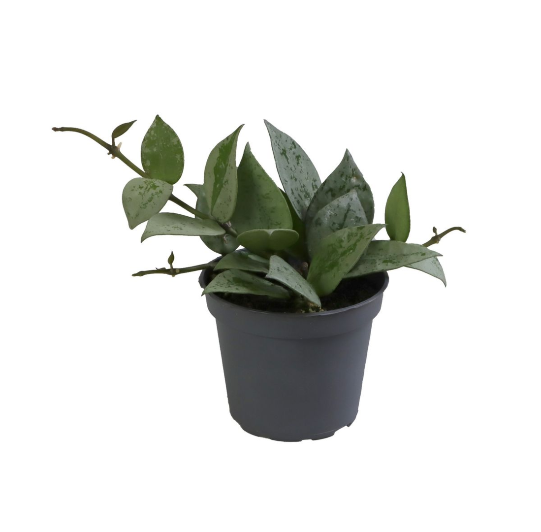 Hoya Krohniana Super Silver