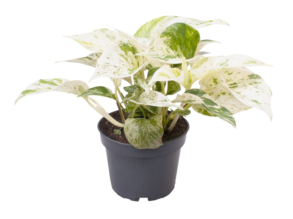 Epipremnum aureum 'Marble Queen' Medium