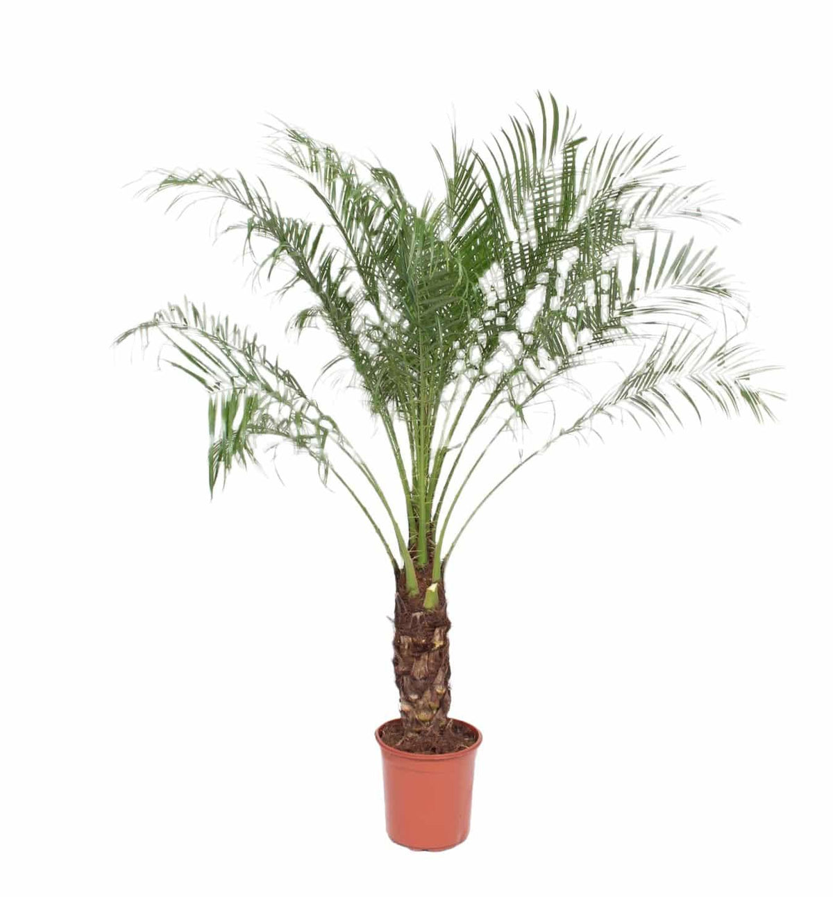 Pygmy Date Palm