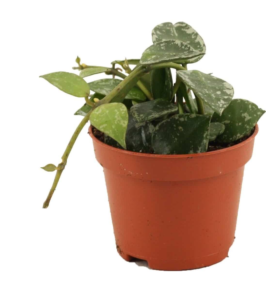 Healthy Hoya Krohniana 'Splash' Baby. A perfect hoya krohniana 'splash' baby for your indoor houseplant collection.