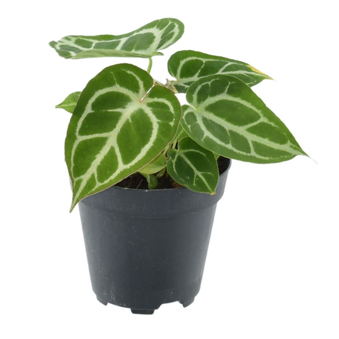 Anthurium Crystallinum M