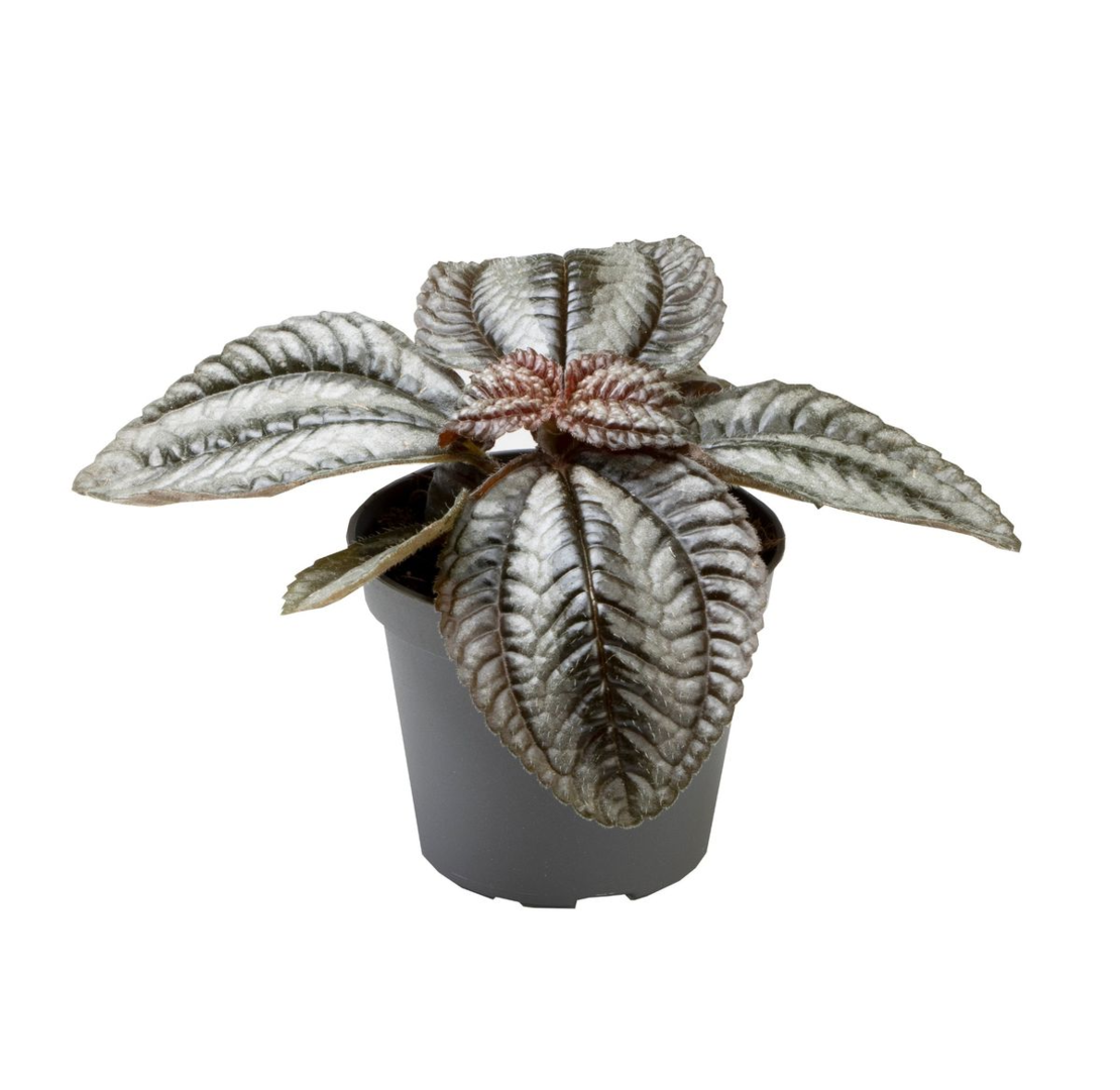 Pilea spruceana 'Norfolk' (Friendship Plant) Baby -  Plant Circle.