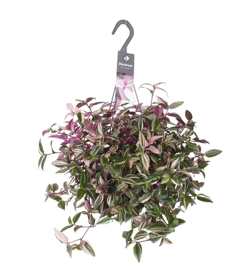 Tradescantia Mundula 'Lisa' – Large, Approx. 40.0cm height – 17.0cm Pot 2
