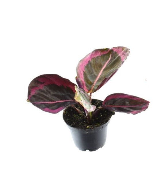 Goeppertia (Calathea) roseopicta 'Surprise Star' aka 'Princess Jessie' Small