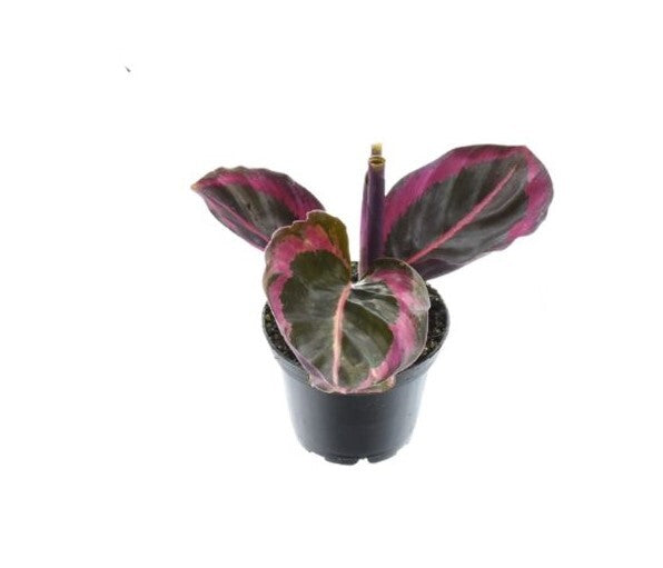 Goeppertia (Calathea) roseopicta 'Surprise Star' aka 'Princess Jessie' Small