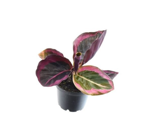 Goeppertia (Calathea) roseopicta 'Surprise Star' aka 'Princess Jessie' Small