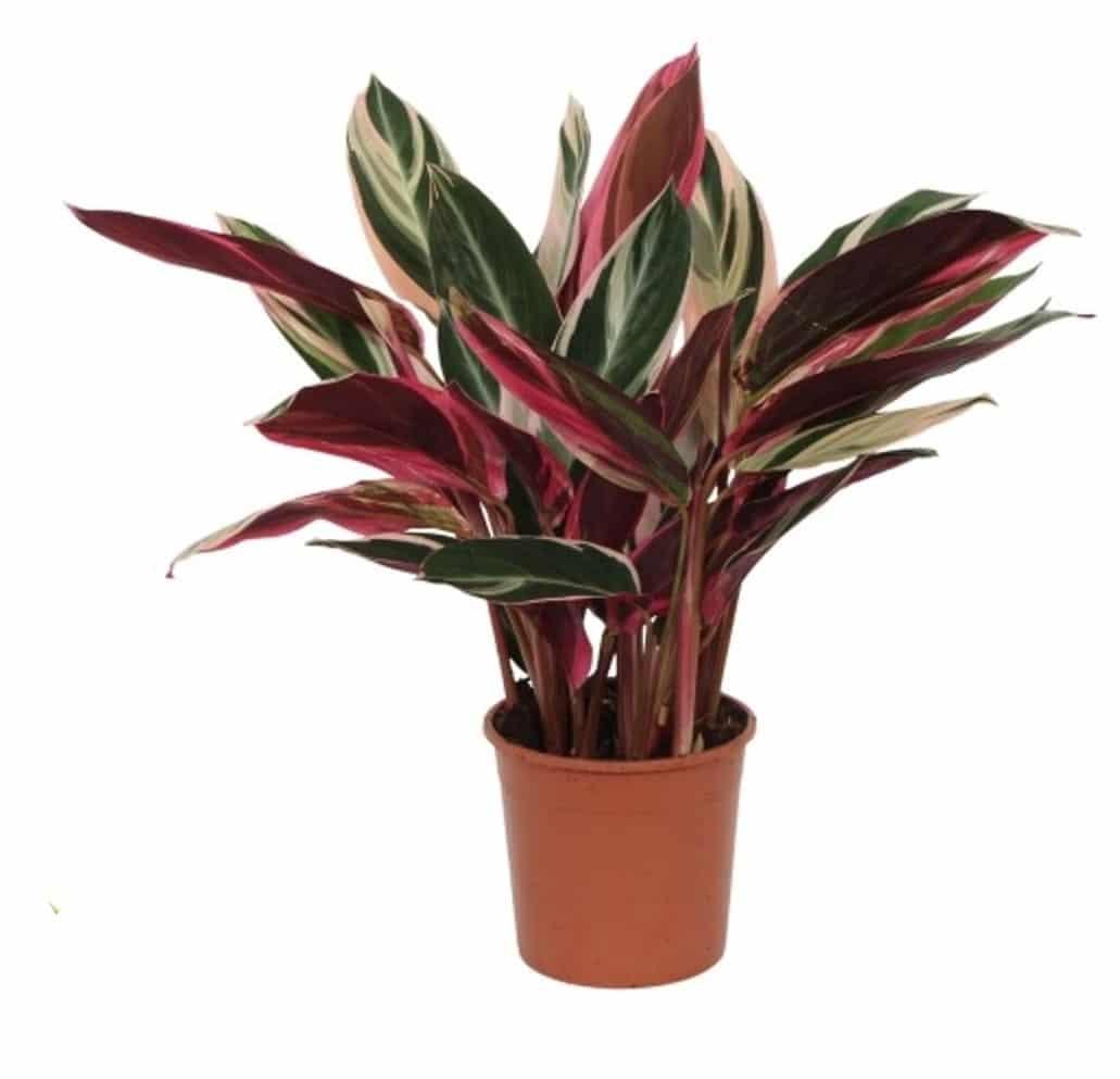 house plant stromata sanguina Discover the vibrant, easy-care Stromanthe Sanguinea 'Triostar' M houseplant. With its unique variegation and prayer-like leaf movement, it's a standout addition to any plant collection