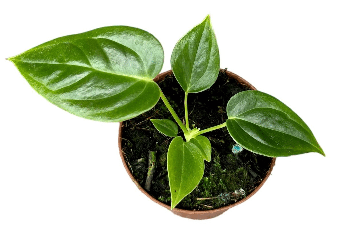 anthurium veitchii life cycle Anthurium Veitchii Baby: Unique Textured Foliage