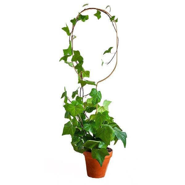 Golden Plant Stake Arch