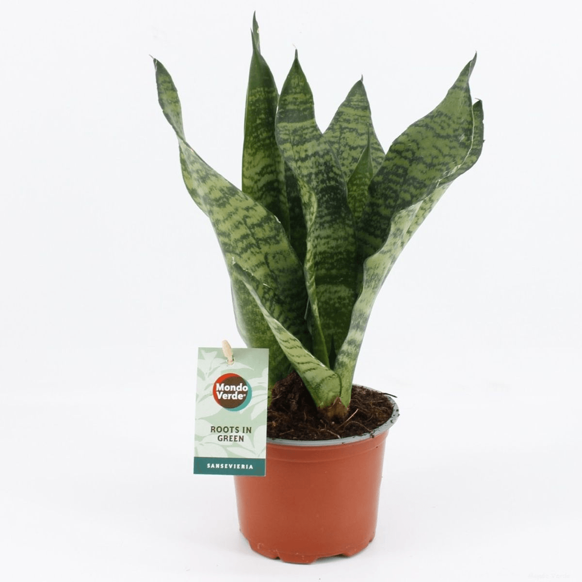buy dracaena trifasciata Immerse in the exotic charm of the Dracaena trifasciata 'Black Coral', a stunning houseplant with air-purifying qualities and unique variegation. Easy to care for and versatile in placement, it's a must-have for