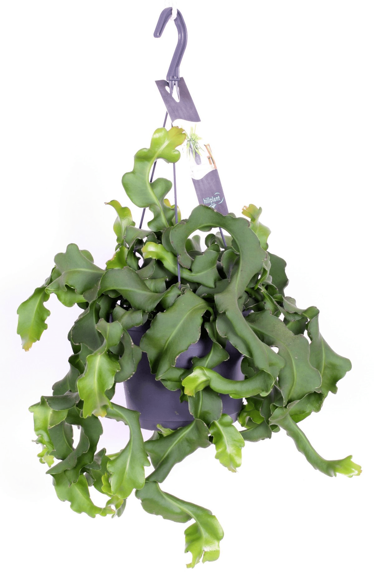 Epiphyllum guatamalense 2