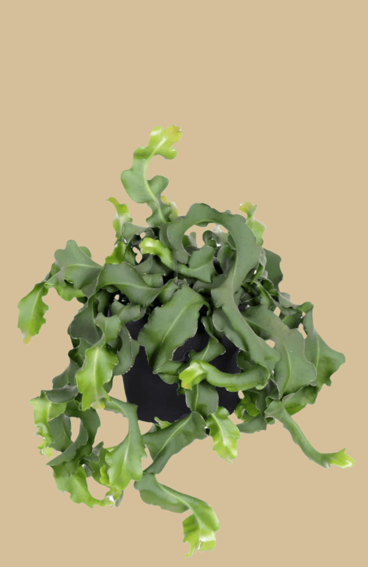 Epiphyllum guatamalense Default Title 1