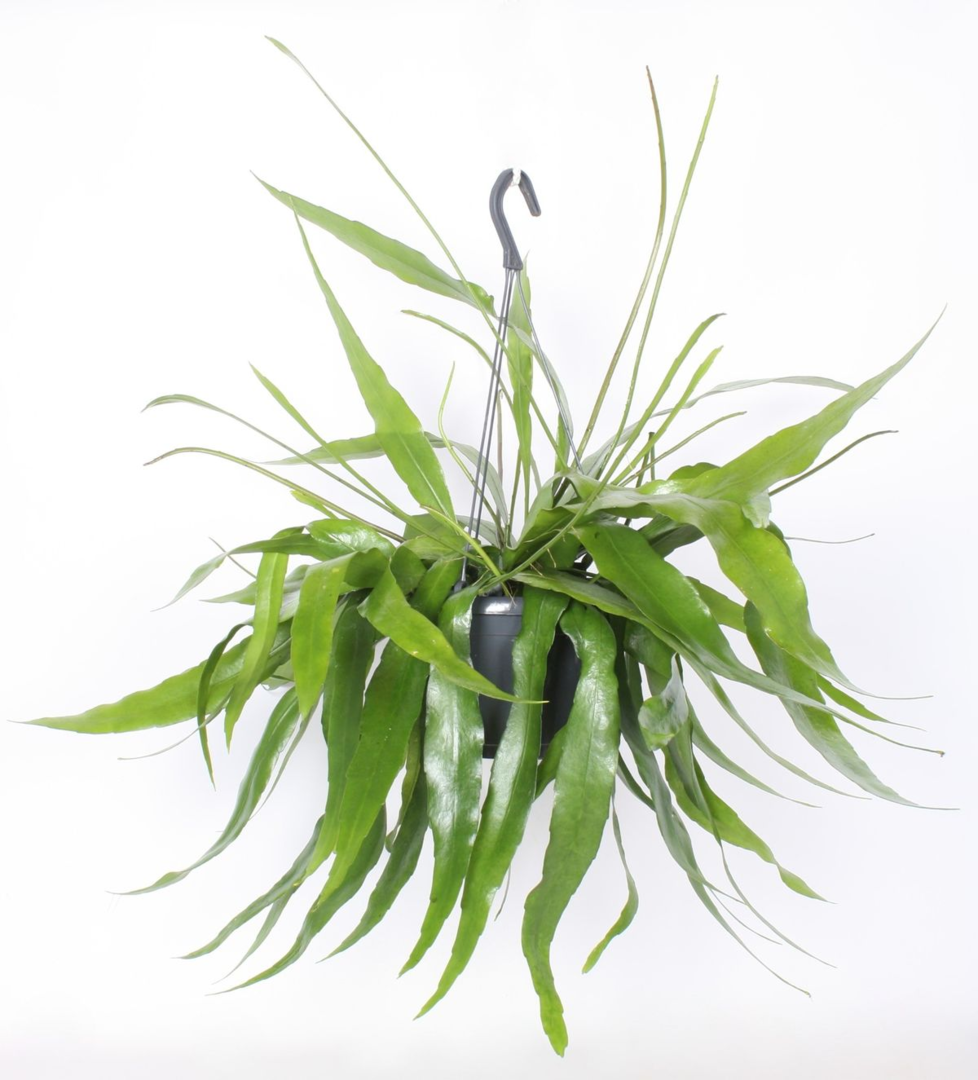 Healthy Epiphyllum Pumilum L by Plant Circle