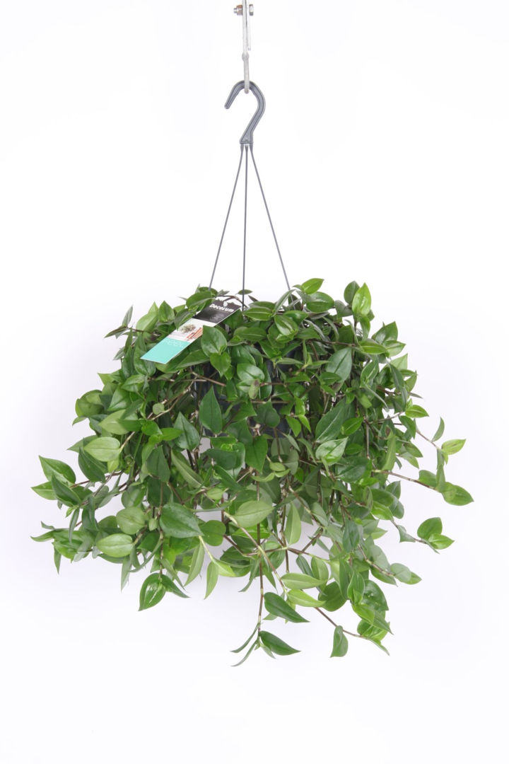Front view of Tradescantia ‘Green Hill’ in hanging basket with full, trailing variegated leaves.
