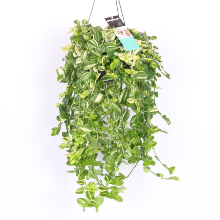 Tradescantia Yellow Hill Large -  Plant Circle.