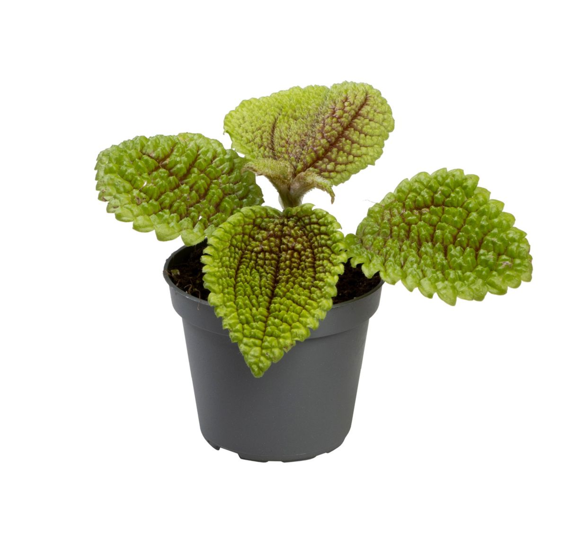 Top view of baby Pilea ‘Moon Valley’ in nursery pot showing vibrant green leaves with bronze veins.
