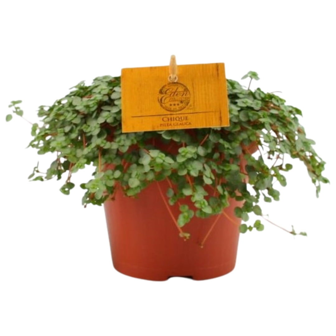 Pilea libanensis 'Greyzy' ('Silver Sparkles') Medium