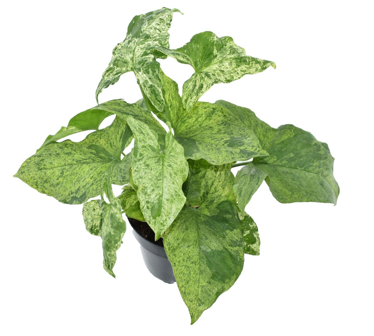 syngonium mottled