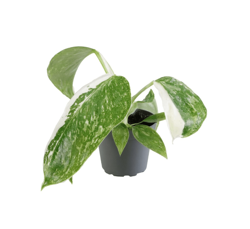 Healthy Philodendron Jose Buono baby plant in 6cm pot with variegated green and creamy white leaves.